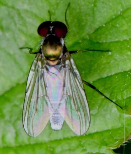 Réf. 343 630 : Argyra argyria